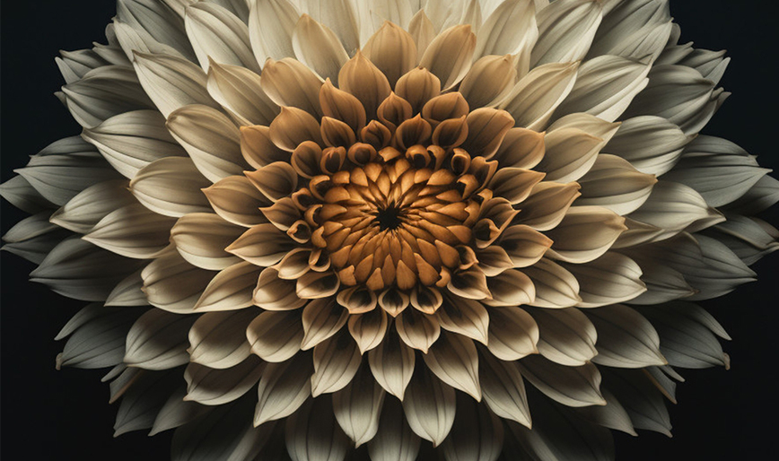 Illuminate to Elevate