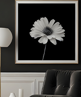 Serene Monochrome Bloom